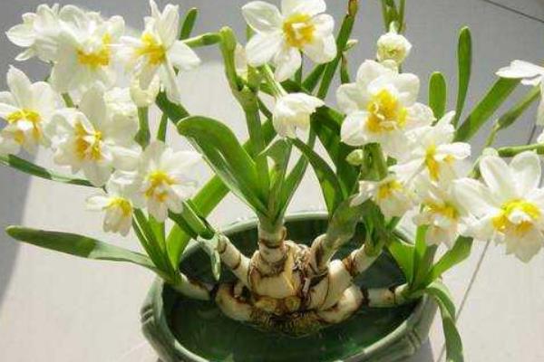 水仙花生长过程(图解) 水仙花什么时候种