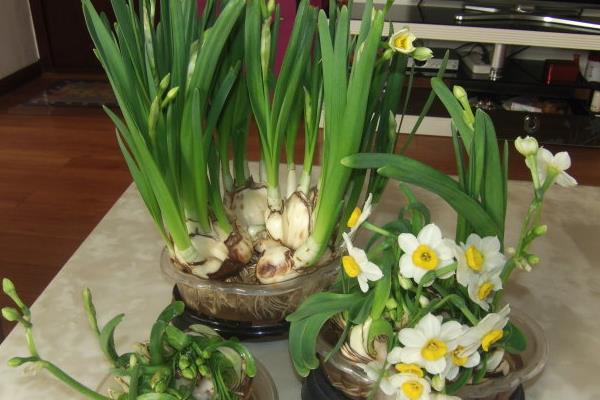 水仙花生长过程(图解) 水仙花什么时候种