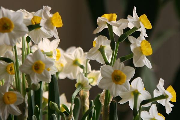 水仙花生长过程(图解) 水仙花什么时候种