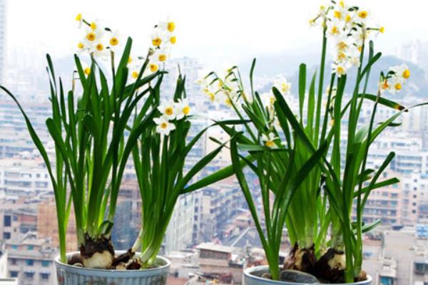 水仙花生长过程(图解) 水仙花什么时候种