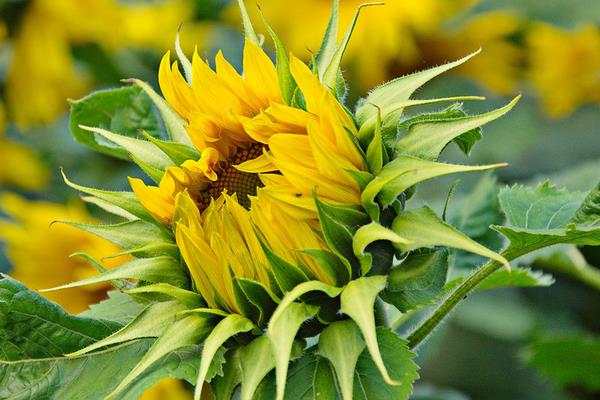 向日葵、非洲菊、太阳花的区别是什么 向日葵的品种