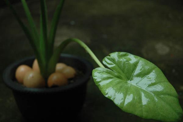 滴水观音市场价格多少钱一盆  滴水观音能净化空气吗