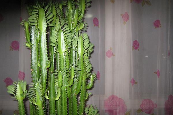 量天尺的繁殖方法（扦插）  量天尺的四季养护方法