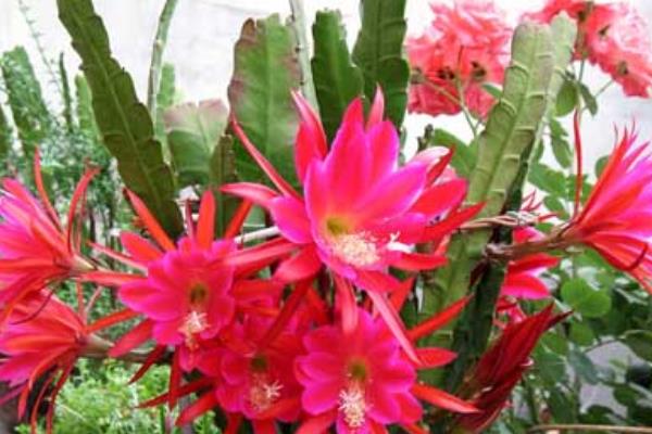 令箭荷花品种有哪些 令箭荷花是什么