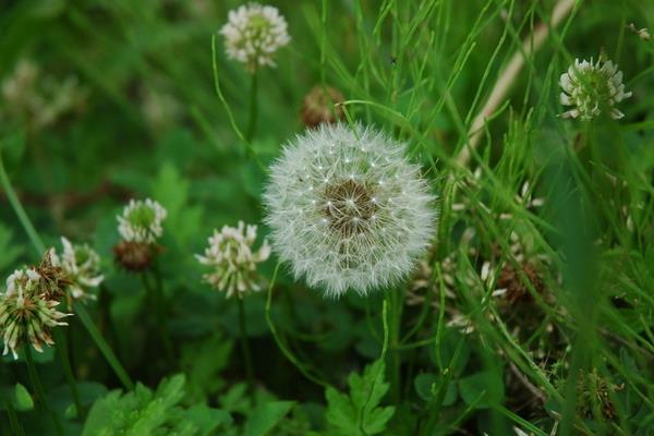 蒲公英图片大全 蒲公英有几种