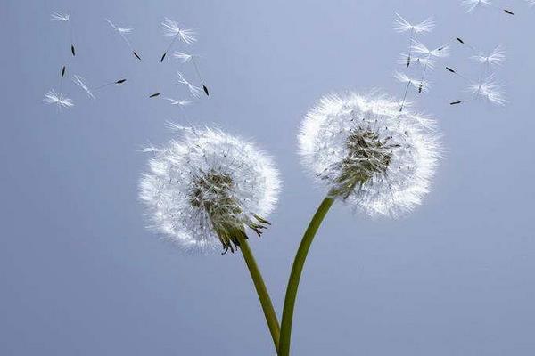 蒲公英为什么会飞 蒲公英是怎样传播种子的 蒲公英繁殖方法