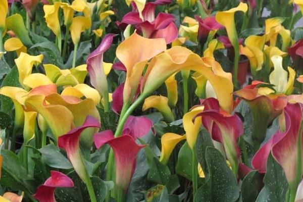 马蹄莲市场价格多少钱一束 马蹄莲的品种及特征