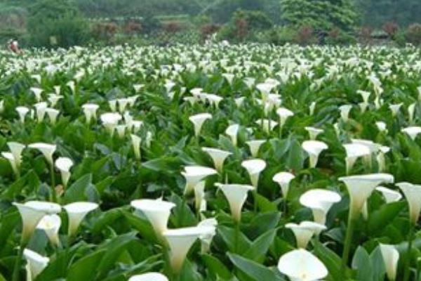 马蹄莲什么时候开花(几月) 马蹄莲什么时候种