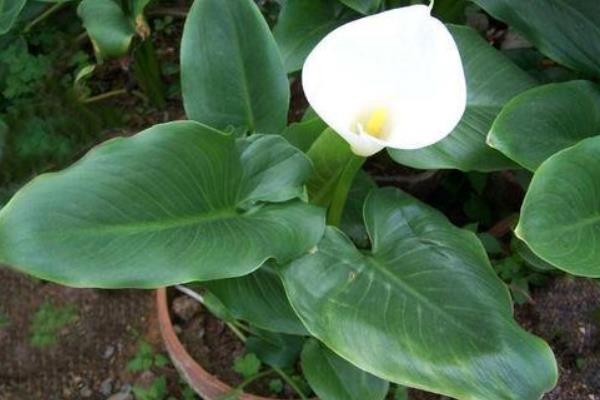 马蹄莲什么时候开花(几月) 马蹄莲什么时候种