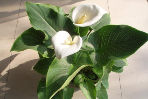 马蹄莲什么时候开花(几月) 马蹄莲什么时候种