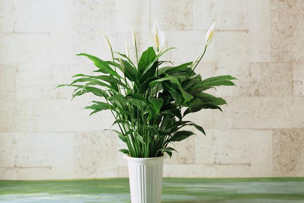 马蹄莲什么时候开花(几月) 马蹄莲什么时候种