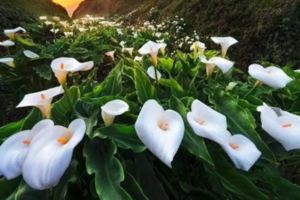 马蹄莲什么时候开花(几月) 马蹄莲什么时候种
