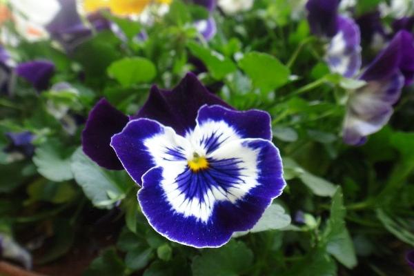 蝴蝶花种子市场价格多少钱一斤 蝴蝶花的种子怎么种