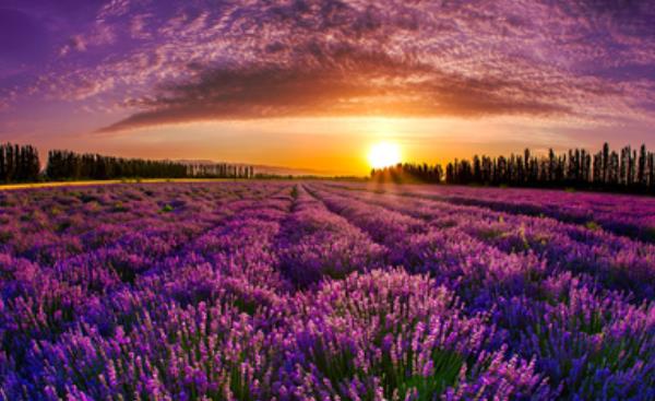 薰衣草什么时候开花(几月) 薰衣草花期是什么时候