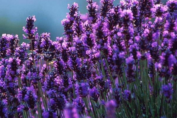 薰衣草什么时候开花(几月) 薰衣草花期是什么时候