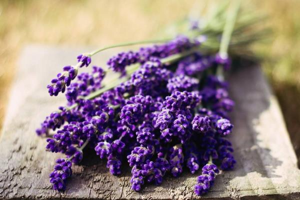 薰衣草什么时候开花(几月) 薰衣草花期是什么时候