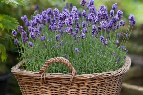 薰衣草什么时候开花(几月) 薰衣草花期是什么时候