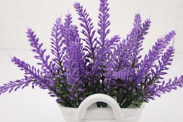 薰衣草什么时候开花(几月) 薰衣草花期是什么时候