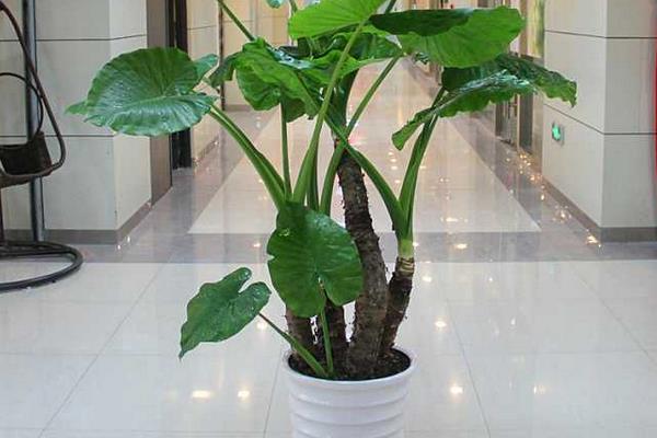 滴水观音图片大全(含开花) 滴水观音怎么养好看有粗壮