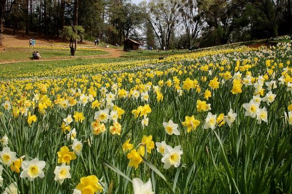 水仙花的知识 水仙花的生长过程
