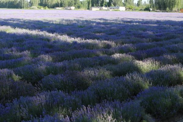 薰衣草怎么种(几月种) 薰衣草种植方法与注意事项