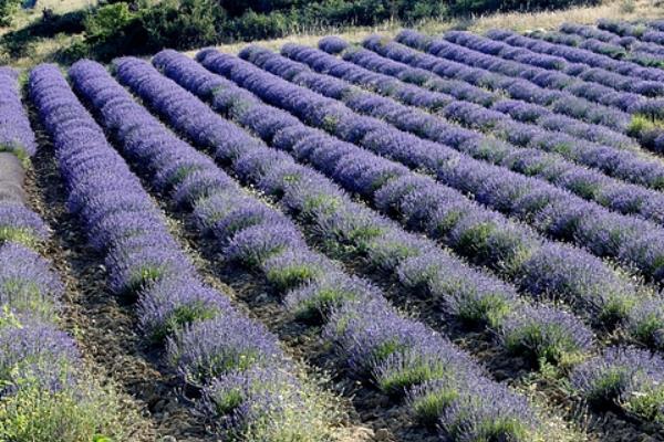 薰衣草怎么种(几月种) 薰衣草种植方法与注意事项