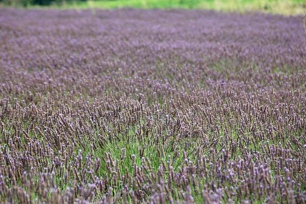 薰衣草怎么种(几月种) 薰衣草种植方法与注意事项