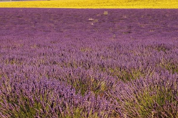 薰衣草怎么种(几月种) 薰衣草种植方法与注意事项