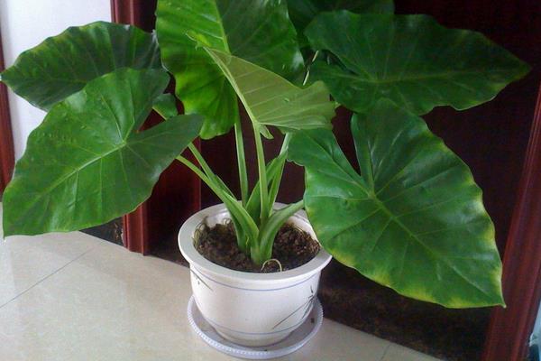 滴水观音图片大全(含开花) 滴水观音怎么养好看有粗壮