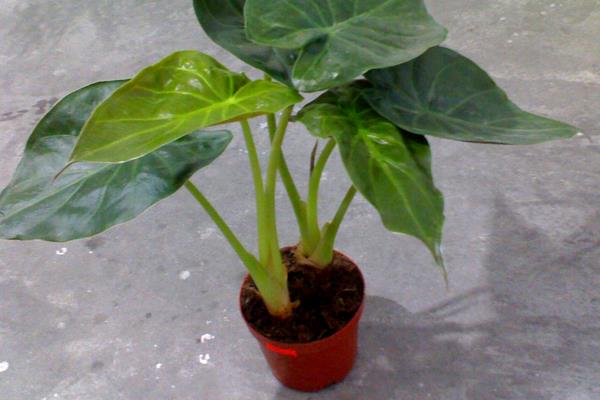 滴水观音图片大全(含开花) 滴水观音怎么养好看有粗壮