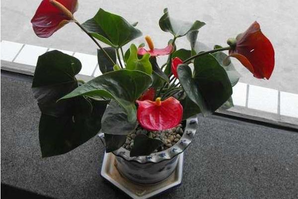 滴水观音图片大全(含开花) 滴水观音怎么养好看有粗壮