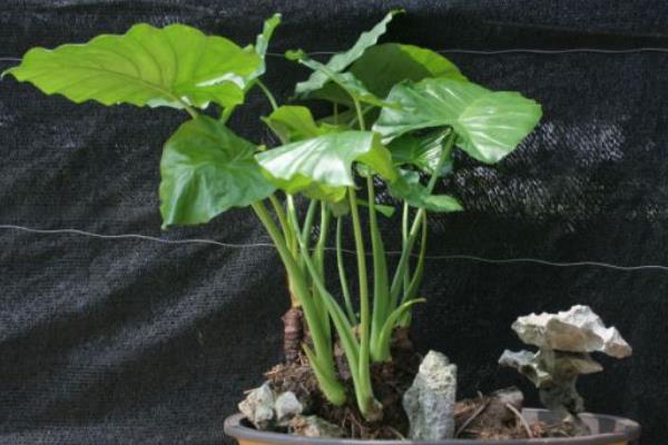 滴水观音图片大全(含开花) 滴水观音怎么养好看有粗壮