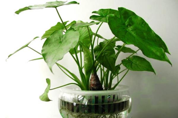 滴水观音图片大全(含开花) 滴水观音怎么养好看有粗壮