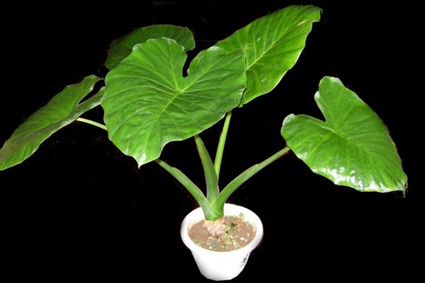 滴水观音图片大全(含开花) 滴水观音怎么养好看有粗壮