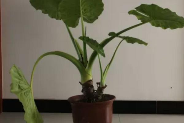 滴水观音图片大全(含开花) 滴水观音怎么养好看有粗壮