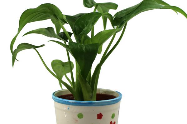 滴水观音图片大全(含开花) 滴水观音怎么养好看有粗壮