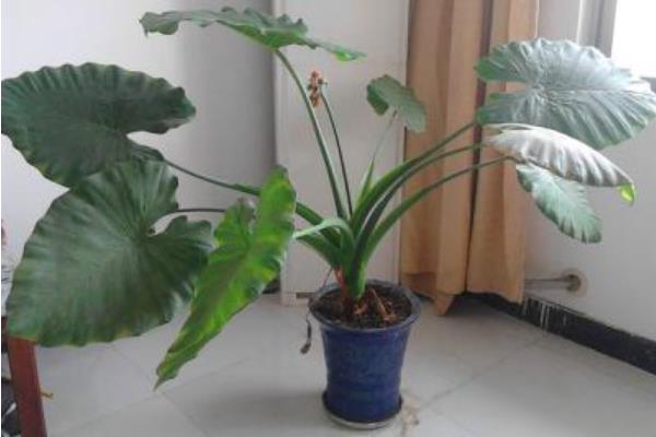 滴水观音图片大全(含开花) 滴水观音怎么养好看有粗壮