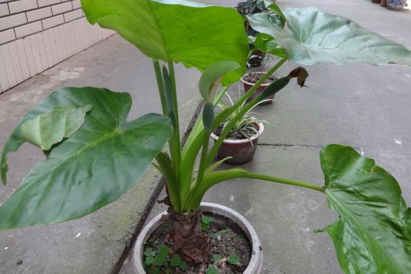 滴水观音图片大全(含开花) 滴水观音怎么养好看有粗壮