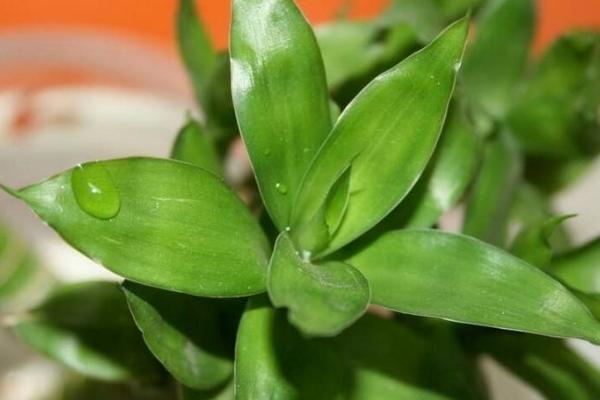 富贵竹有毒吗 富贵竹可以放卧室内吗