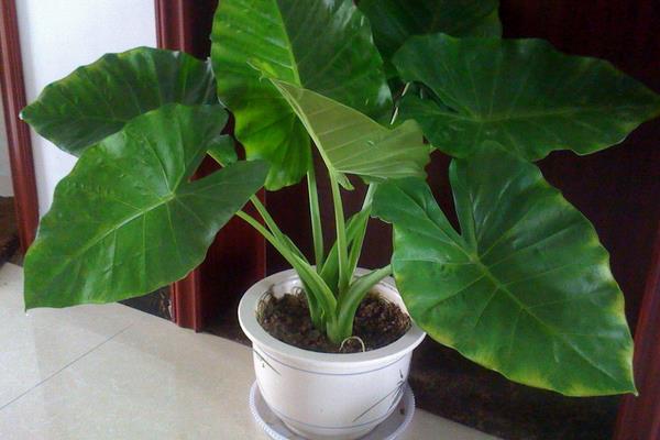 滴水观音开花吗 滴水观音开花预示什么（有什么兆头）