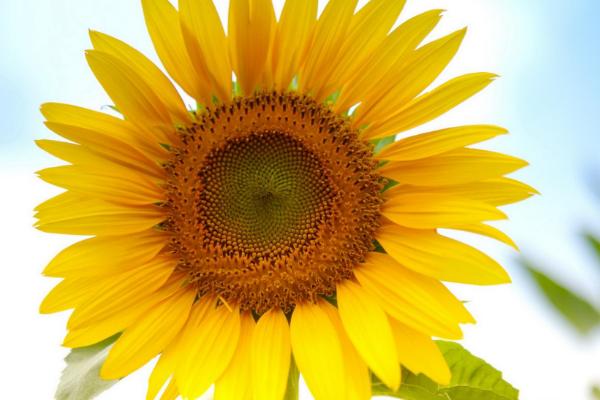 向日葵功效与作用及禁忌 向日葵叶子发黄怎么办