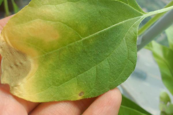 向日葵功效与作用及禁忌 向日葵叶子发黄怎么办