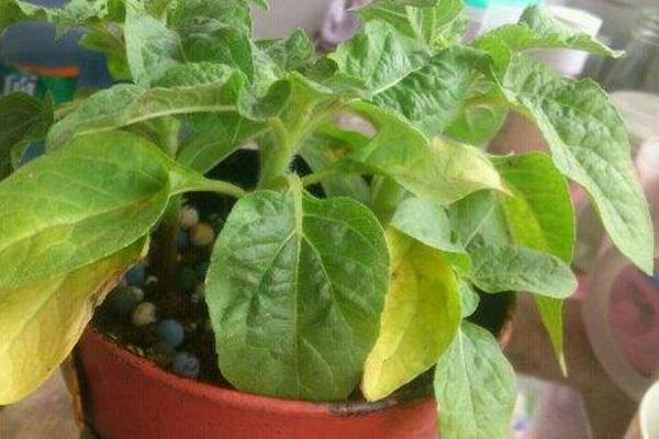 向日葵功效与作用及禁忌 向日葵叶子发黄怎么办