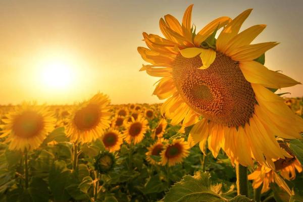 向日葵功效与作用及禁忌 向日葵叶子发黄怎么办