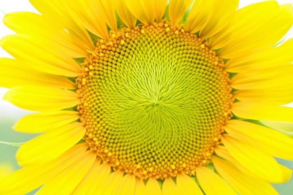 向日葵功效与作用及禁忌 向日葵叶子发黄怎么办