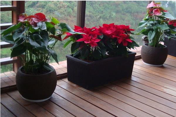 家庭养红掌的风水作用 养红掌寓意(有什么好处)