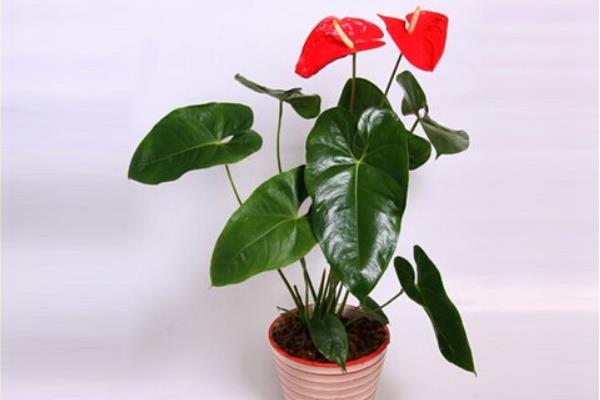 家庭养红掌的风水作用 养红掌寓意(有什么好处)