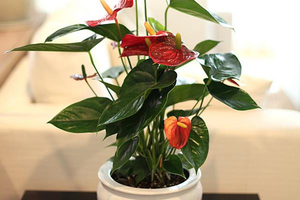 家庭养红掌的风水作用 养红掌寓意(有什么好处)