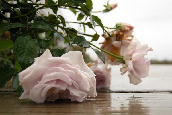 家庭养红掌的风水作用 养红掌寓意(有什么好处)