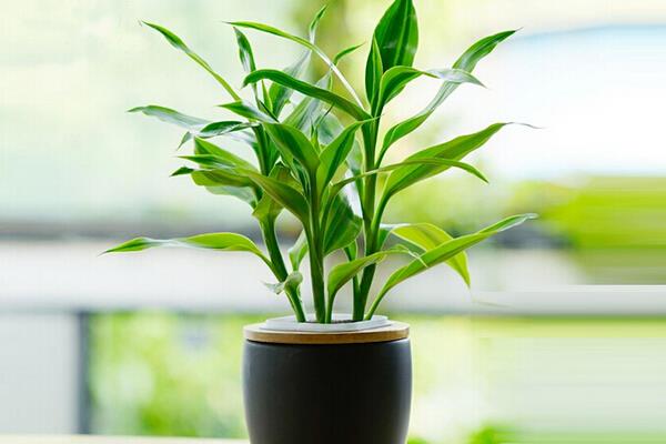 家庭养红掌的风水作用 养红掌寓意(有什么好处)